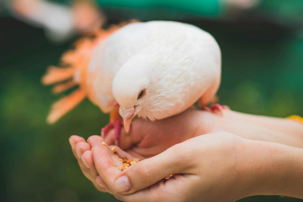 A serene moment of hand-feeding a white pigeon in a vibrant outdoor setting.