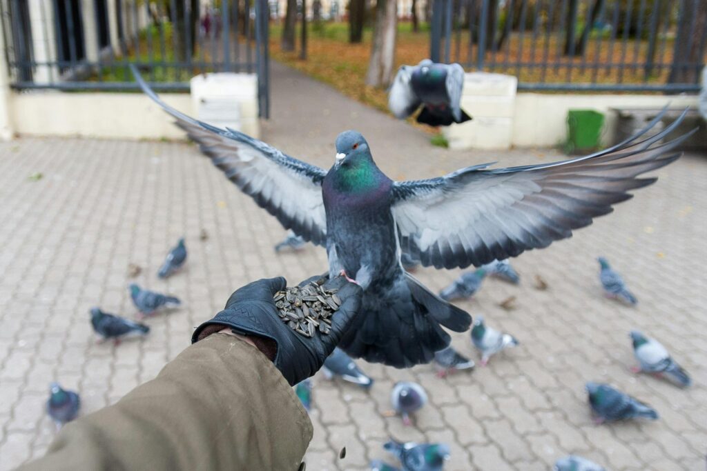 Pigeon fluttering while feeding on seeds from a person's hand in a park.