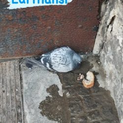 645931167_17869741686565311_1009213201249108400_n