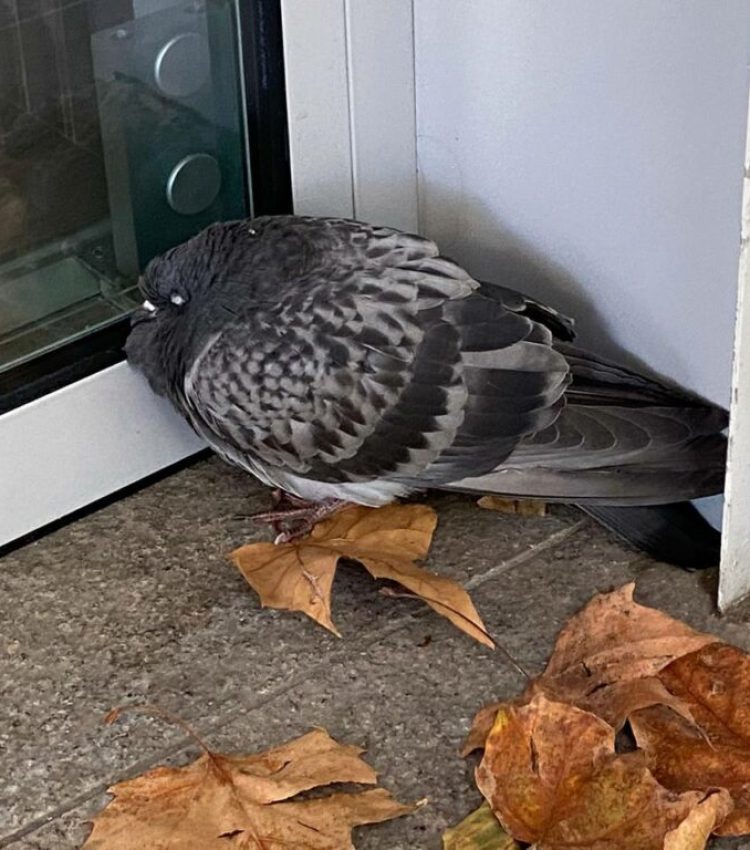 Anflugtrauma-1024x768-1