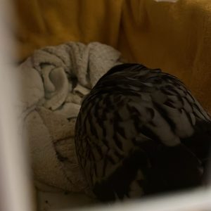 WhatsApp Bild 2025-10-10 um 22.53.20_cb63619b