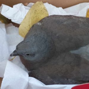 WhatsApp Bild 2025-10-10 um 22.56.24_601adb8b