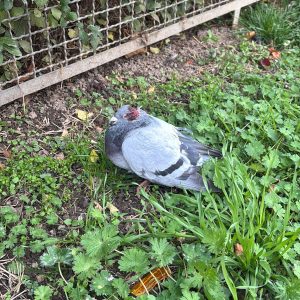 WhatsApp Bild 2025-10-25 um 08.58.08_e030bd7d