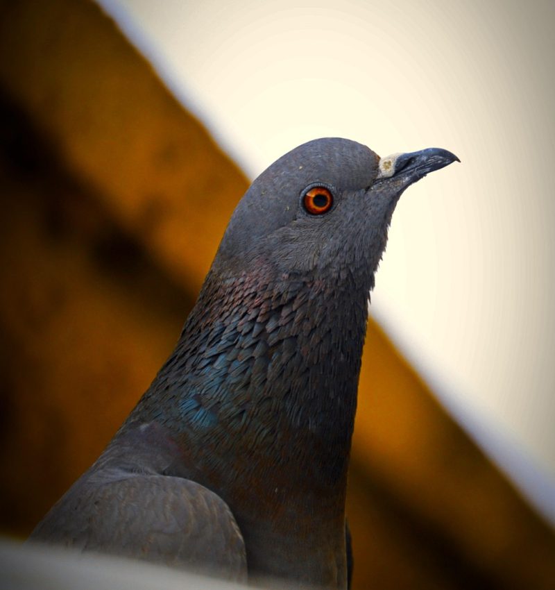 bird, pigeon, rock pigeon, nature, beak