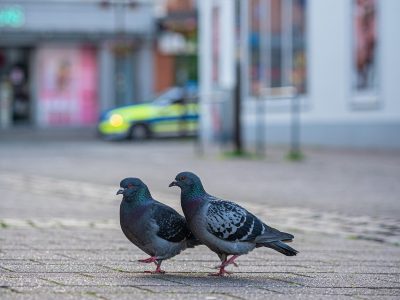 road, dove, refugees, escape, perpetrator, patrol, lovebirds