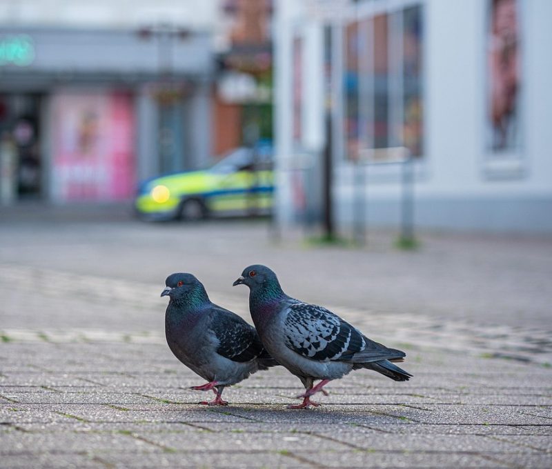 road, dove, refugees, escape, perpetrator, patrol, lovebirds