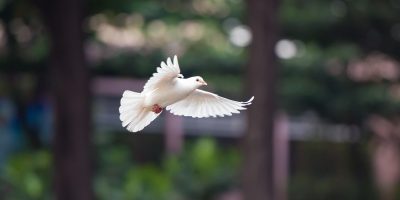 bird, dove, flying dove, flying bird, nature, dove, dove, dove, dove, dove