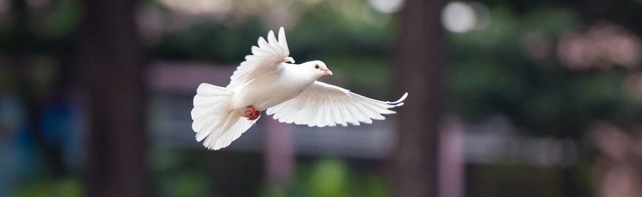 bird, dove, flying dove, flying bird, nature, dove, dove, dove, dove, dove