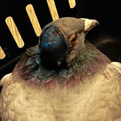 kopernikus