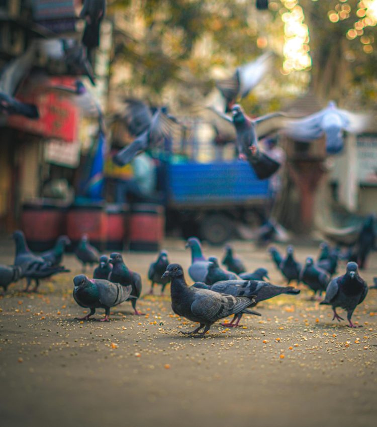 pexels-arthsawale-33305046