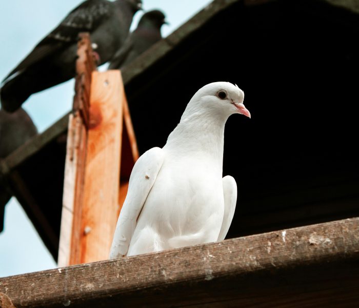 pexels-feslegenli-rotalar-504254749-20482651