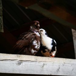 pexels-marian-strinoiu-1805558-13923523-rbn9qm35e30qmyt7l5dlg0kiv2xcakp8flhhimhtgw