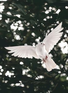 Serene white dove gliding gracefully through lush forest leaves.