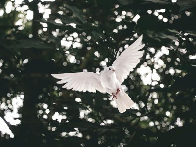 Serene white dove gliding gracefully through lush forest leaves.