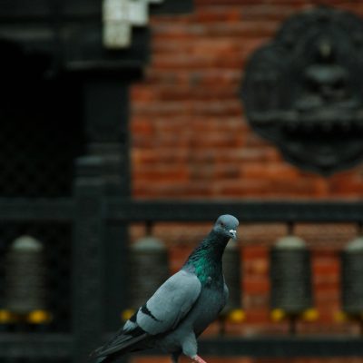 Close-up of a pigeon perched on a traditional fountain in Patan Durbar Square, Nepal.