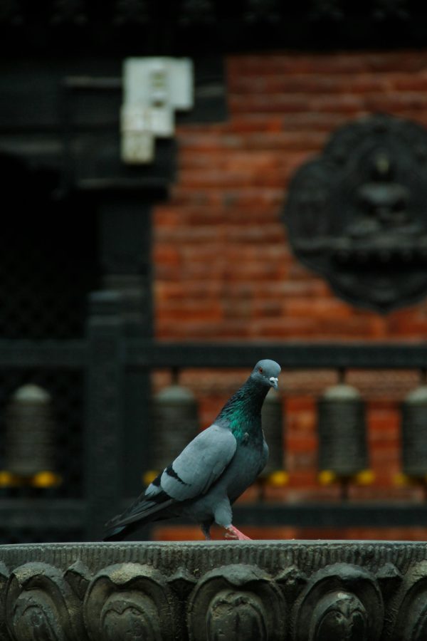 Close-up of a pigeon perched on a traditional fountain in Patan Durbar Square, Nepal.
