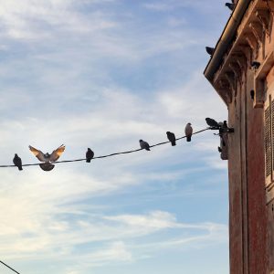 A group of pigeons sit on a wire against a cloudy blue sky next to a rustic building.