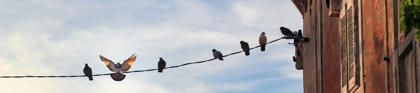 A group of pigeons sit on a wire against a cloudy blue sky next to a rustic building.