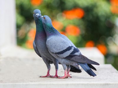 Close-up of two pigeons on a ledge with blurred greenery in Bengaluru, India.