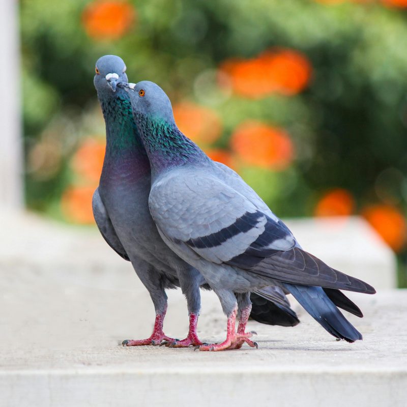 Close-up of two pigeons on a ledge with blurred greenery in Bengaluru, India.