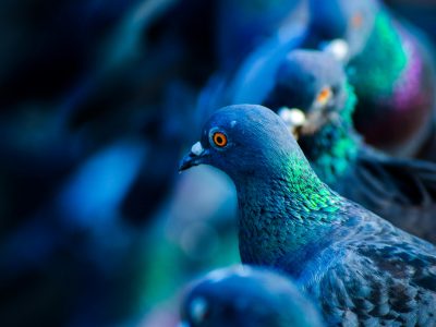 A striking close-up of pigeons showcasing vibrant plumage and sharp focus in natural light.