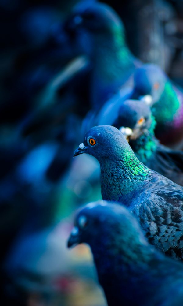 A striking close-up of pigeons showcasing vibrant plumage and sharp focus in natural light.