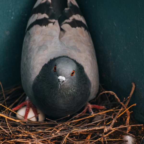 A close-up shot of a pigeon nesting, featuring eggs in a nest made of sticks.