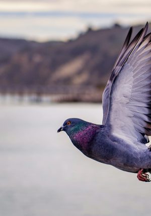 A beautiful close-up of a pigeon flying over water with scenic backgrounds.