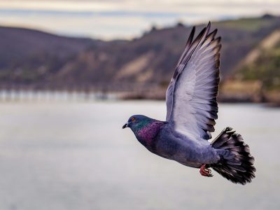A beautiful close-up of a pigeon flying over water with scenic backgrounds.