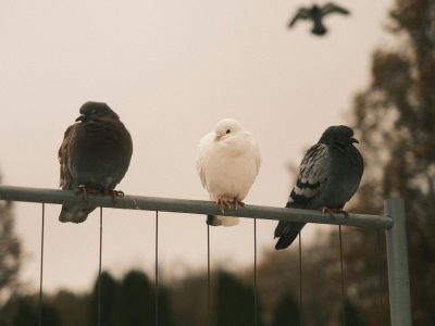 Three pigeons perching on a metal fence in an outdoor setting with a blurred bird flying in the background.