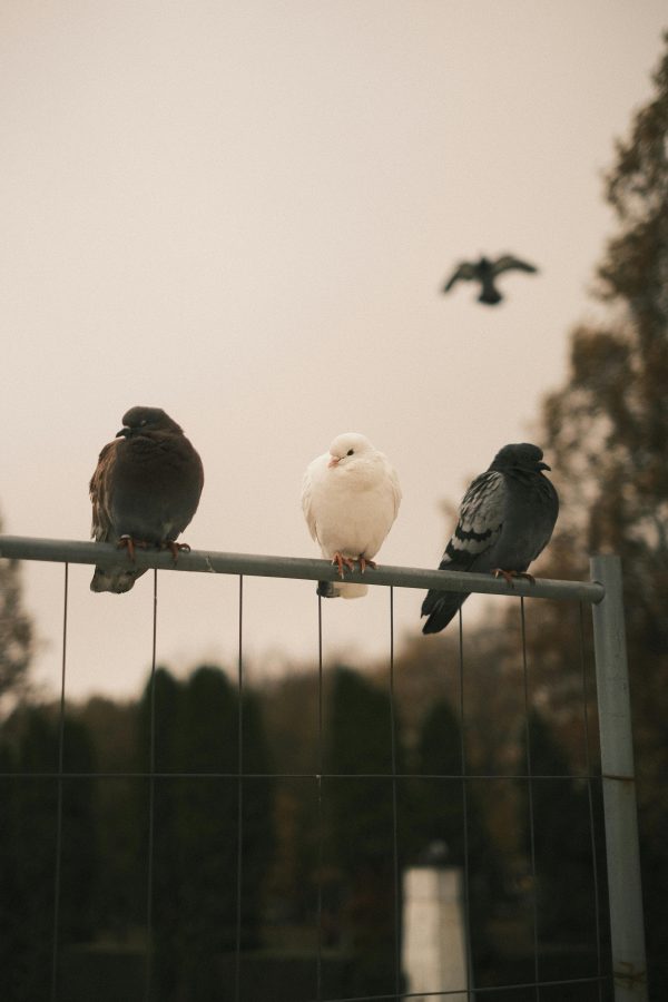 Three pigeons perching on a metal fence in an outdoor setting with a blurred bird flying in the background.