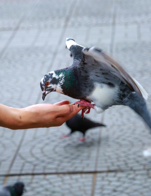 A close-up of a pigeon landing on a human hand for feeding in an urban setting.