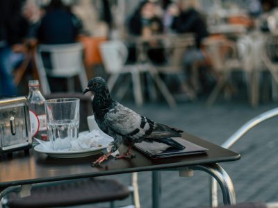 A pigeon perches on a café table in a bustling urban environment.