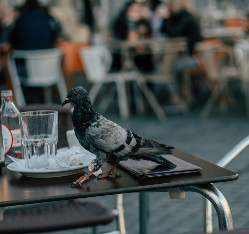 A pigeon perches on a café table in a bustling urban environment.