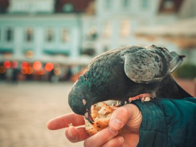 A pigeon feeding on bread from a hand amidst a city's scenic square backdrop.