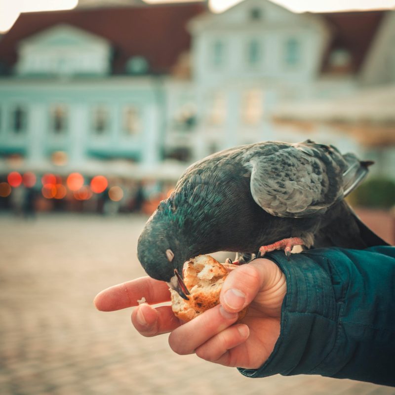 A pigeon feeding on bread from a hand amidst a city's scenic square backdrop.