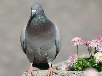 A city pigeon perched beside vibrant flowers in an urban environment, showcasing nature amidst concrete.