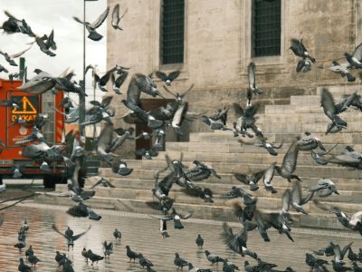 pexels-photo-33934251-33934251