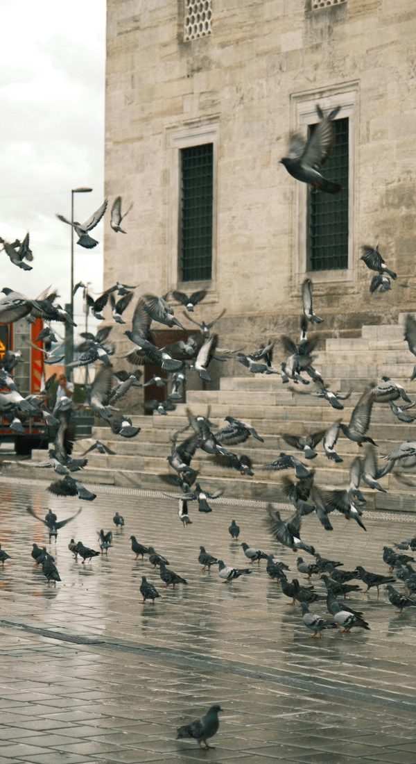 pexels-photo-33934251-33934251