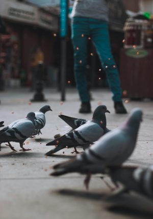 A group of pigeons on city pavement with blurred human legs in background, captured during daytime.
