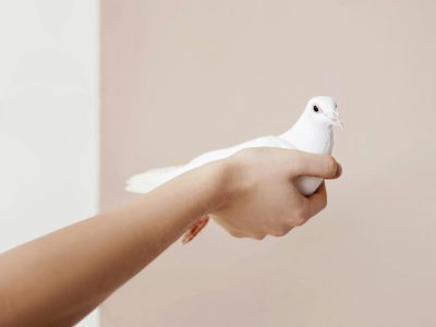 A close-up of a gentle hand holding a white dove symbolizing peace.