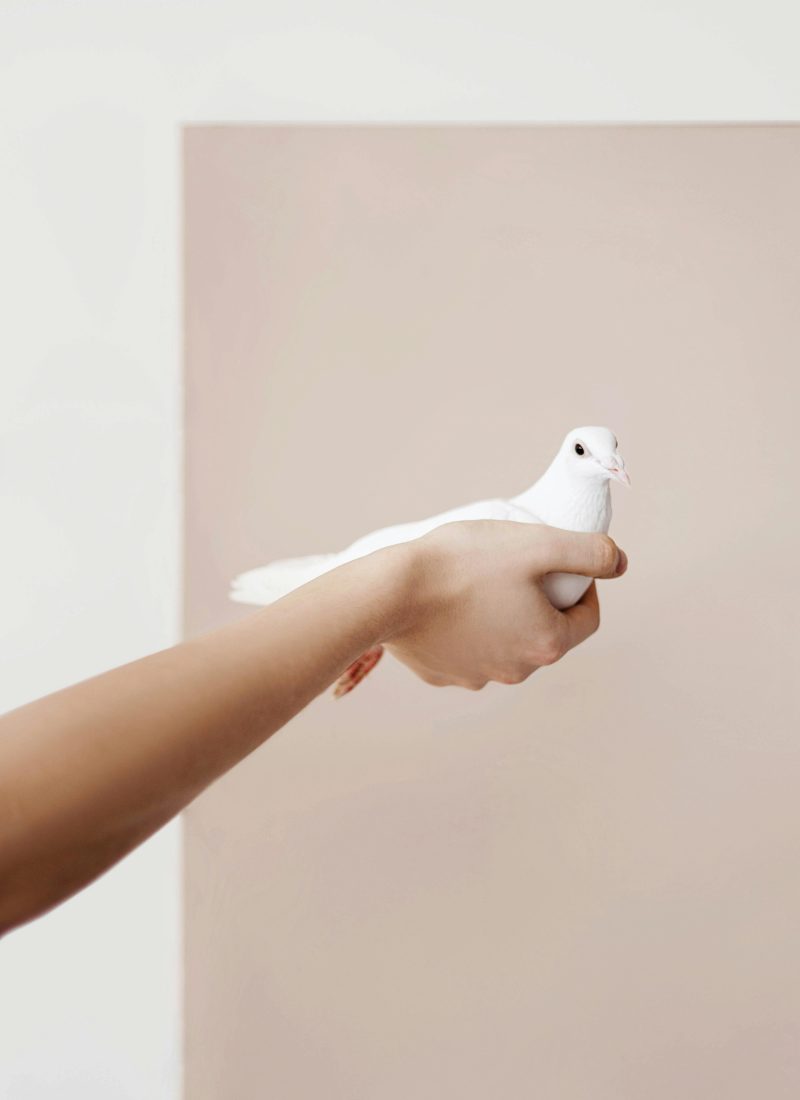 A close-up of a gentle hand holding a white dove symbolizing peace.