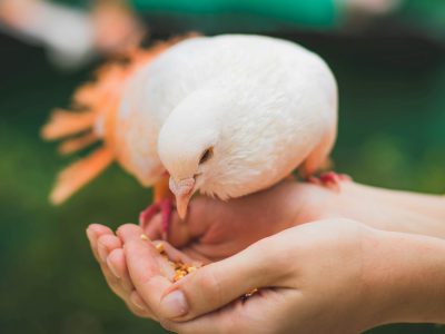 A serene moment of hand-feeding a white pigeon in a vibrant outdoor setting.