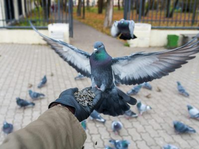 Pigeon fluttering while feeding on seeds from a person's hand in a park.