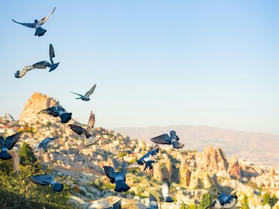 A flock of pigeons flying over the unique rock formations of Cappadocia at daytime.