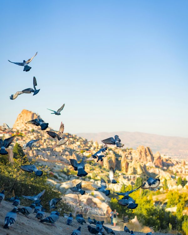 A flock of pigeons flying over the unique rock formations of Cappadocia at daytime.